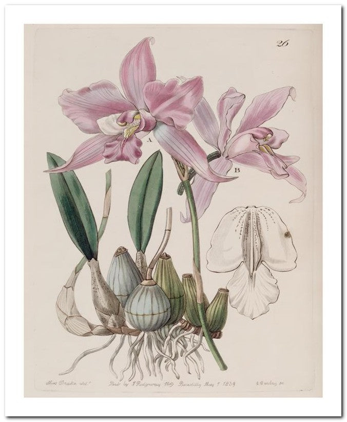 Edward's Botanical Register 8x10 Botanical Art Print 03062500871