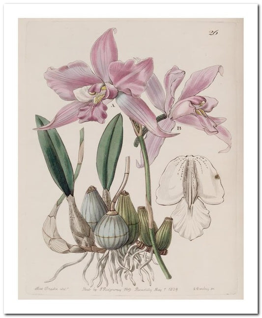 Edward's Botanical Register 8x10 Botanical Art Print 03062500871