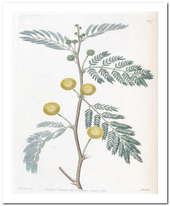 Edward's Botanical Register 8x10 Botanical Art Print 03062500872