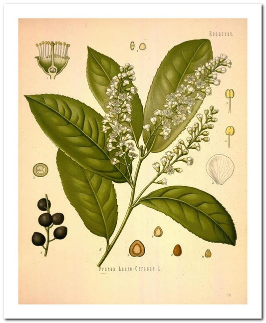 Edward's Botanical Register 8x10 Botanical Art Print 03062500875