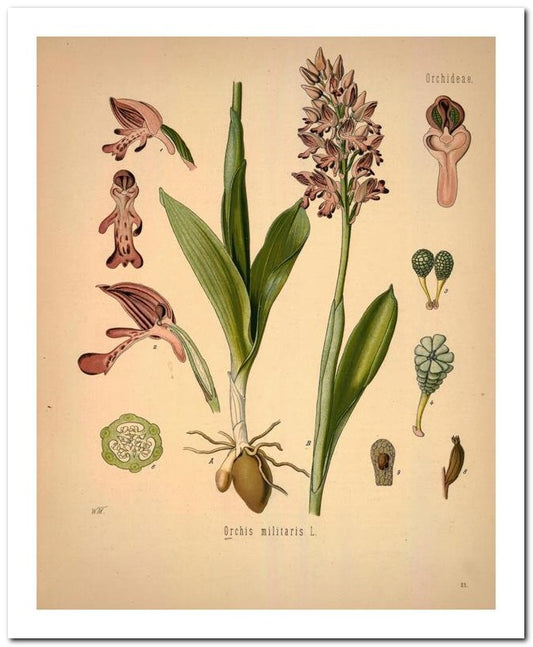Kohler Medizinal Pflanzen 8x10 Botanical Art Print 03062500876
