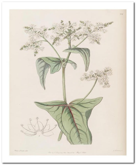Kohler Medizinal Pflanzen 8x10 Botanical Art Print 03062500877