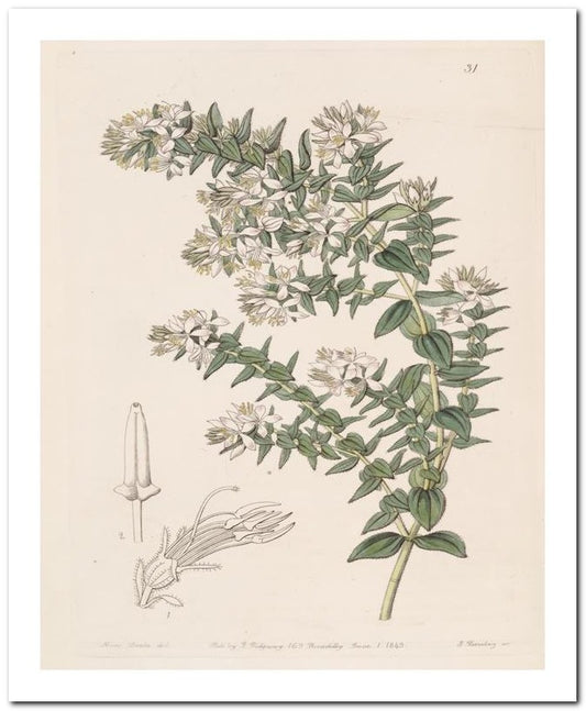 Edward's Botanical Register 8x10 Botanical Art Print 03062500880