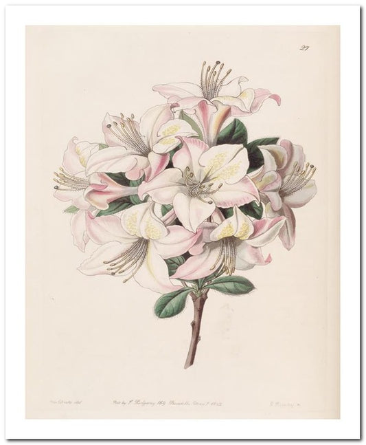 Edward's Botanical Register 8x10 Botanical Art Print 03062500881