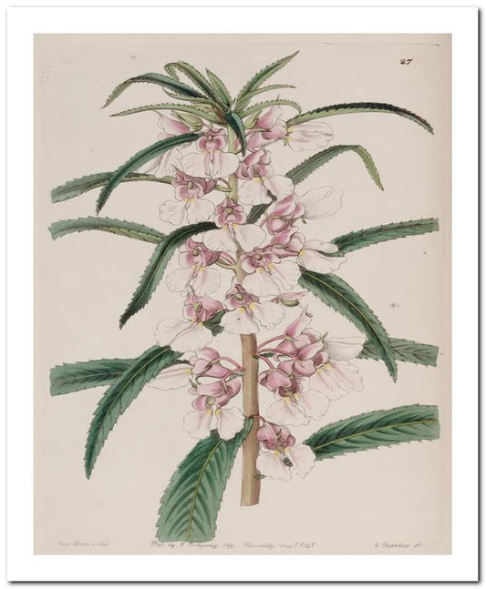 Edward's Botanical Register 8x10 Botanical Art Print 03062500882