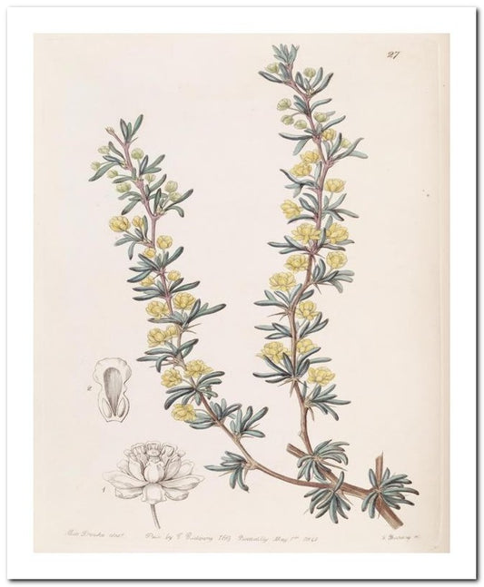 Edward's Botanical Register 8x10 Botanical Art Print 03062500883