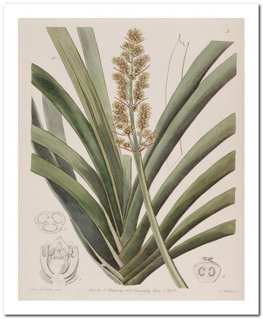 Edward's Botanical Register 8x10 Botanical Art Print 03062500884