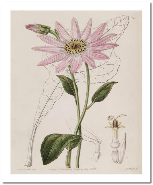 Edward's Botanical Register 8x10 Botanical Art Print 03062500885