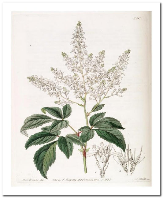 Edward's Botanical Register 8x10 Botanical Art Print 03062500886