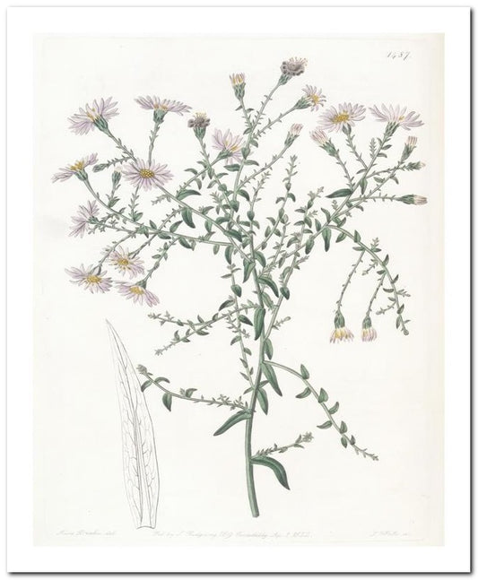 Edward's Botanical Register 8x10 Botanical Art Print 03062500887
