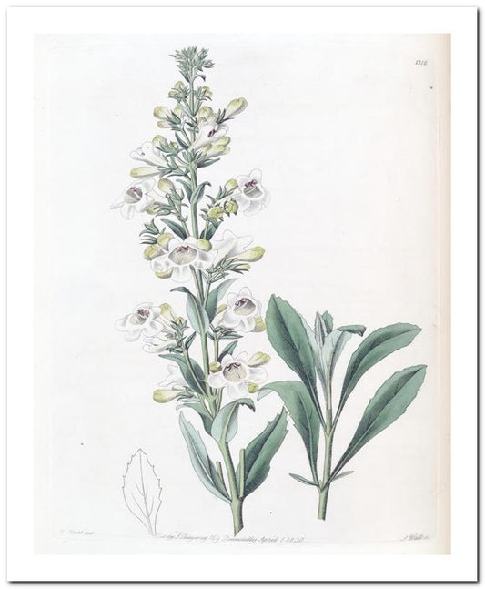 Edward's Botanical Register 8x10 Botanical Art Print 03062500888