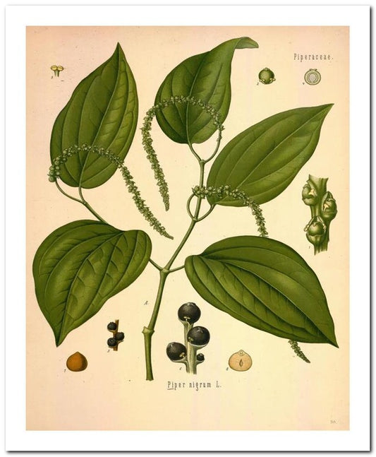 Edward's Botanical Register 8x10 Botanical Art Print 03062500889