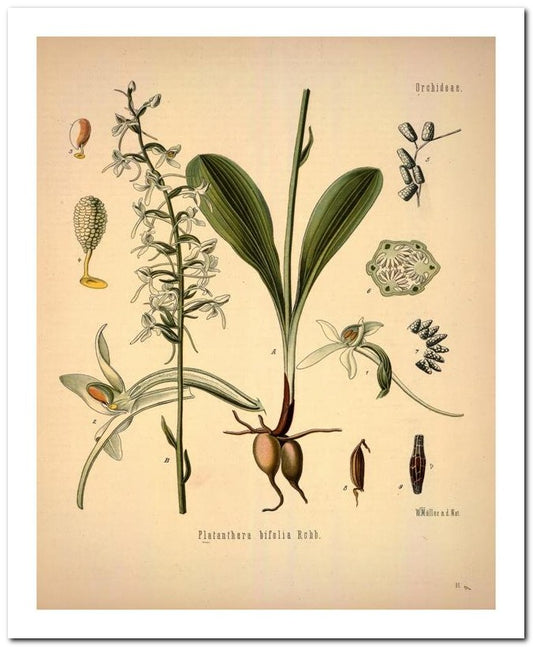 Kohler Medizinal Pflanzen 8x10 Botanical Art Print 03062500890