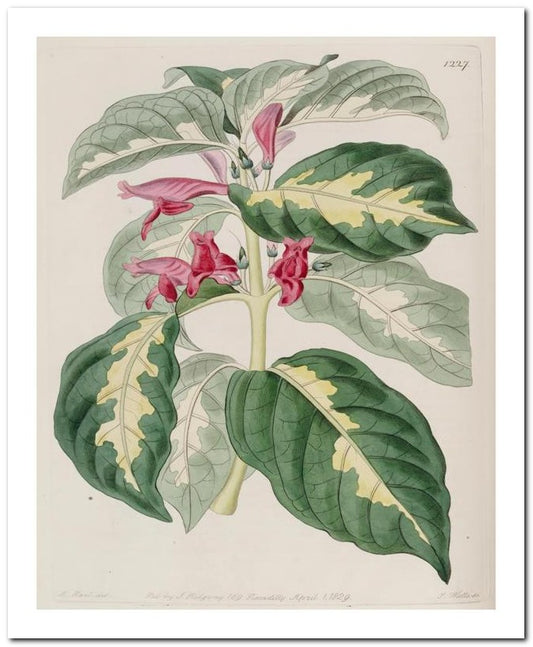 Kohler Medizinal Pflanzen 8x10 Botanical Art Print 03062500891