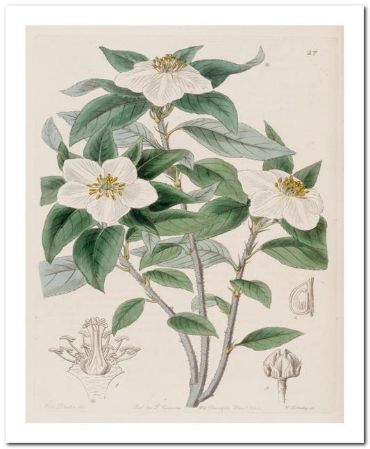 Edward's Botanical Register 8x10 Botanical Art Print 03062500893