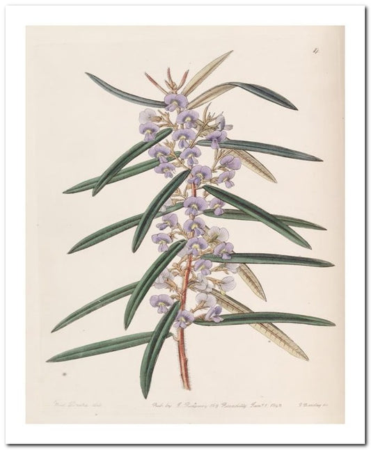 Edward's Botanical Register 8x10 Botanical Art Print 03062500894