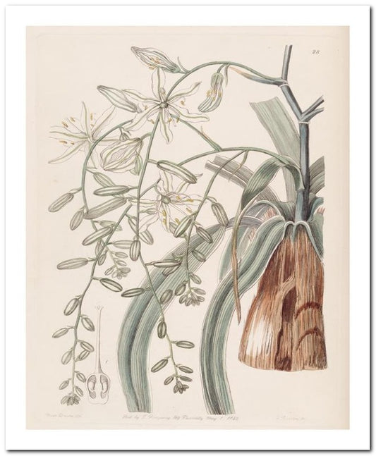 Edward's Botanical Register 8x10 Botanical Art Print 03062500895