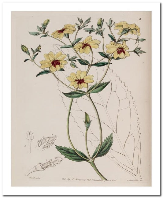 Edward's Botanical Register 8x10 Botanical Art Print 03062500896