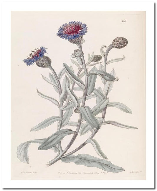 Edward's Botanical Register 8x10 Botanical Art Print 03062500897