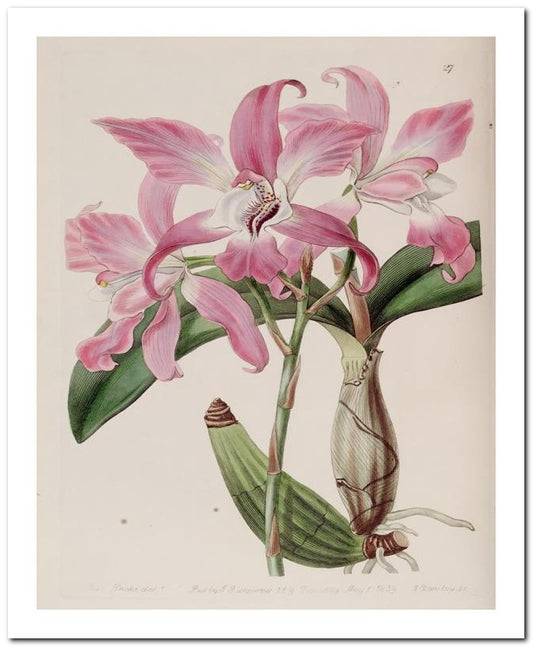 Edward's Botanical Register 8x10 Botanical Art Print 03062500898