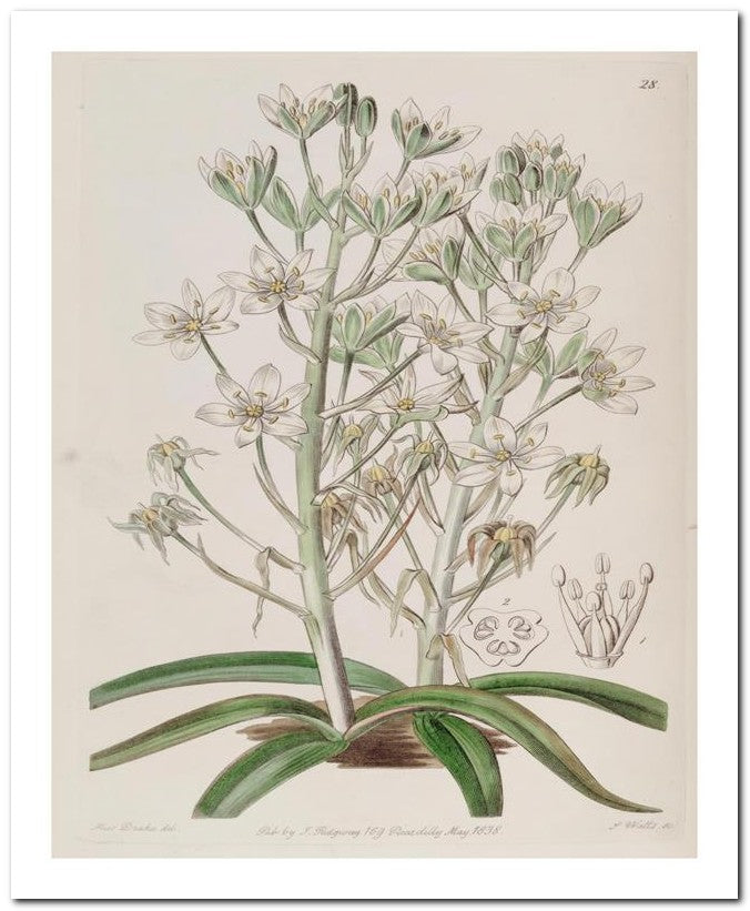 Edward's Botanical Register 8x10 Botanical Art Print 03062500899
