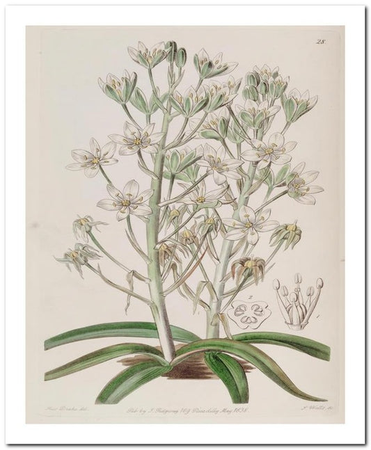 Edward's Botanical Register 8x10 Botanical Art Print 03062500899