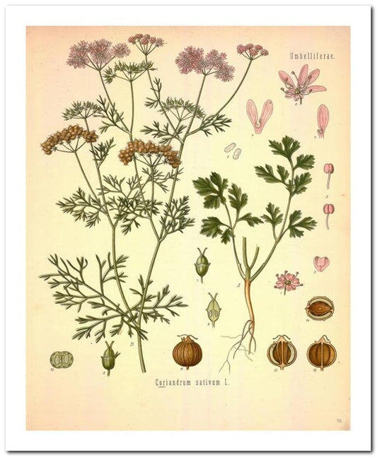 Edward's Botanical Register 8x10 Botanical Art Print 03062500900