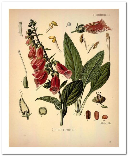 Kohler Medizinal Pflanzen 8x10 Botanical Art Print 03062500904
