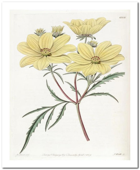 Kohler Medizinal Pflanzen 8x10 Botanical Art Print 03062500905