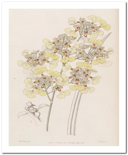 Edward's Botanical Register 8x10 Botanical Art Print 03062500906
