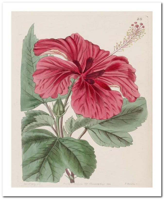 Edward's Botanical Register 8x10 Botanical Art Print 03062500907