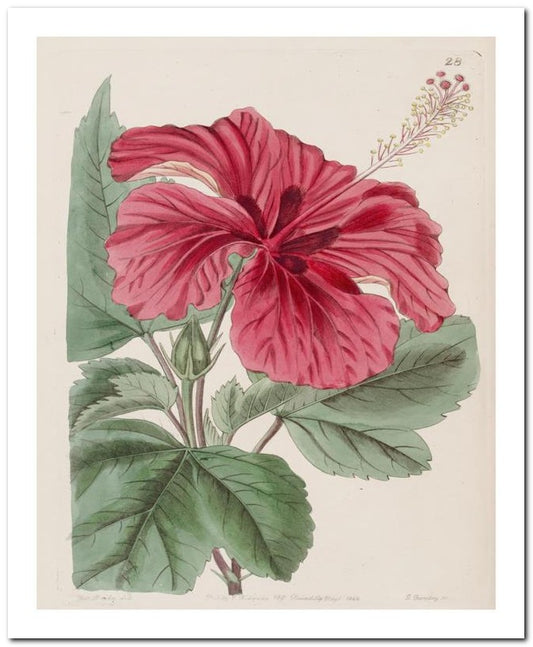 Edward's Botanical Register 8x10 Botanical Art Print 03062500907