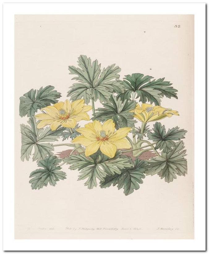 Edward's Botanical Register 8x10 Botanical Art Print 03062500908