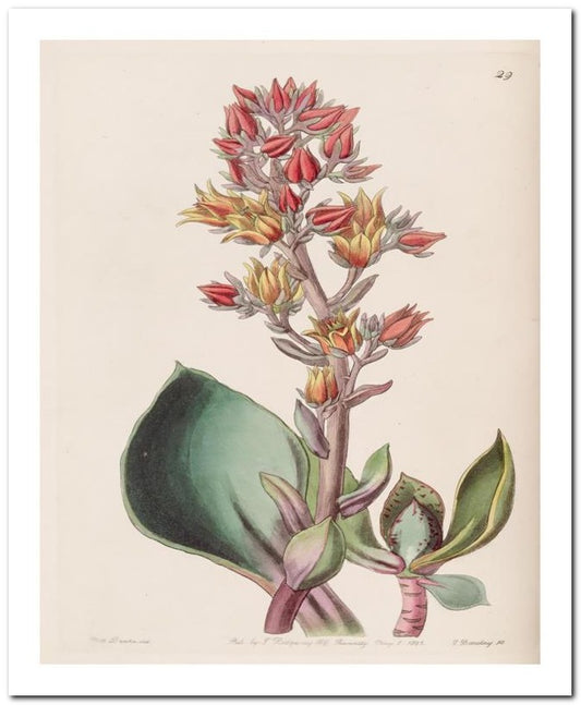 Edward's Botanical Register 8x10 Botanical Art Print 03062500909