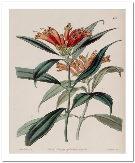 Edward's Botanical Register 8x10 Botanical Art Print 03062500910