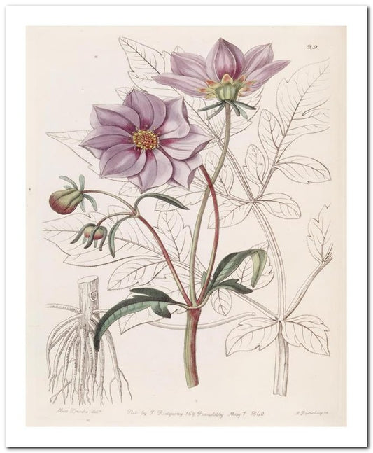 Edward's Botanical Register 8x10 Botanical Art Print 03062500911