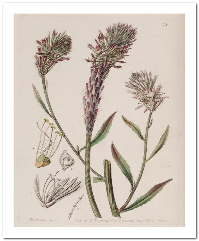 Edward's Botanical Register 8x10 Botanical Art Print 03062500912