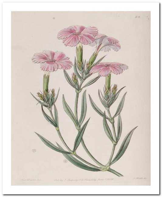 Edward's Botanical Register 8x10 Botanical Art Print 03062500913