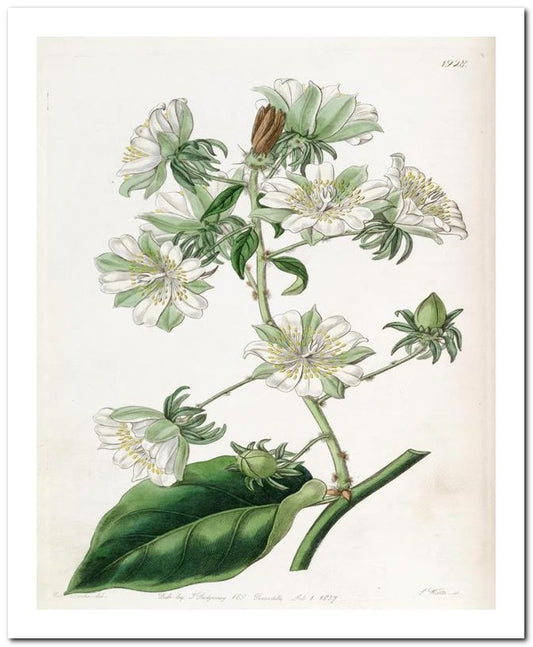 Edward's Botanical Register 8x10 Botanical Art Print 03062500914