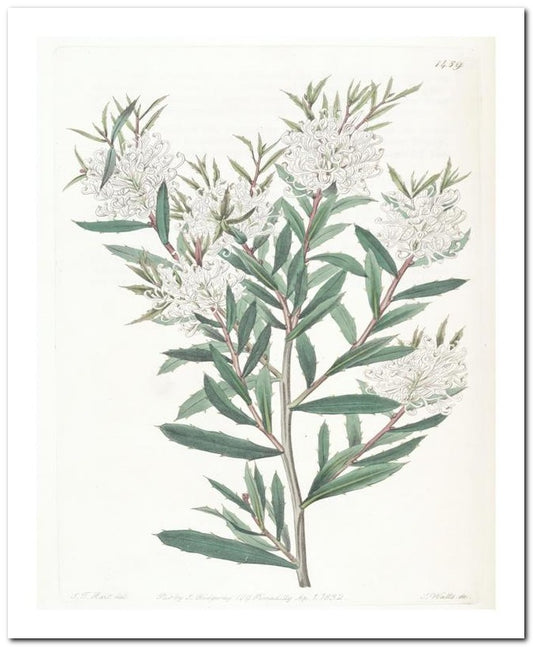 Edward's Botanical Register 8x10 Botanical Art Print 03062500915