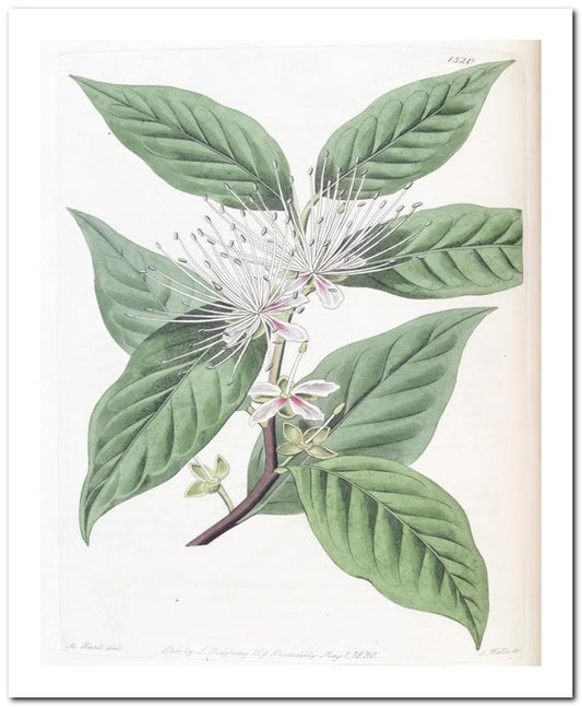 Edward's Botanical Register 8x10 Botanical Art Print 03062500916