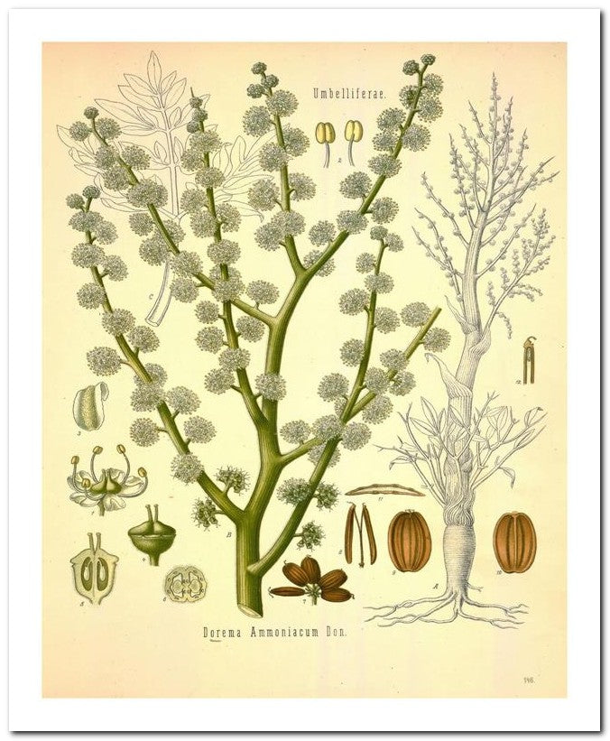 Edward's Botanical Register 8x10 Botanical Art Print 03062500917