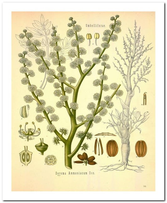 Edward's Botanical Register 8x10 Botanical Art Print 03062500917
