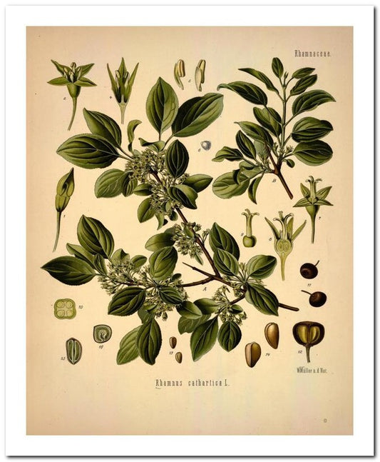 Kohler Medizinal Pflanzen 8x10 Botanical Art Print 03062500918
