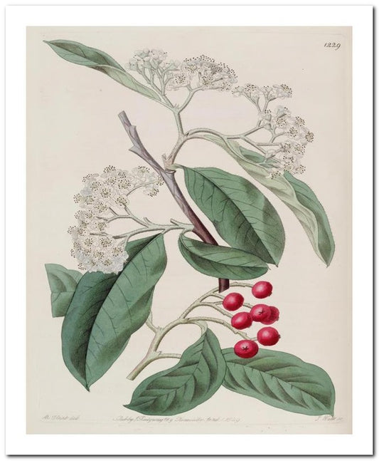 Kohler Medizinal Pflanzen 8x10 Botanical Art Print 03062500919