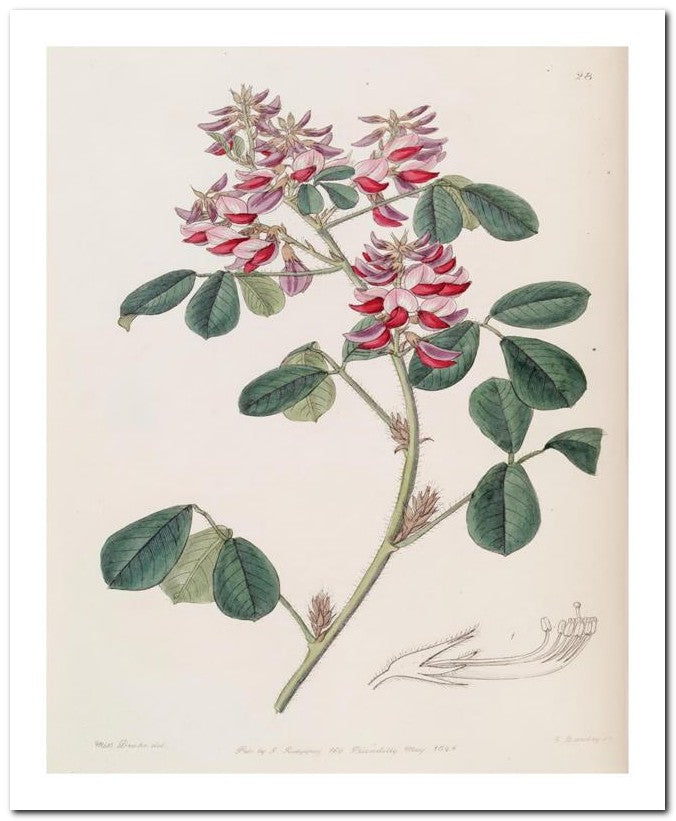 Edward's Botanical Register 8x10 Botanical Art Print 03062500920