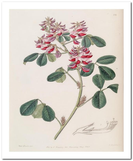 Edward's Botanical Register 8x10 Botanical Art Print 03062500920