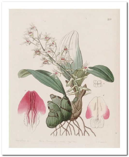 Edward's Botanical Register 8x10 Botanical Art Print 03062500921