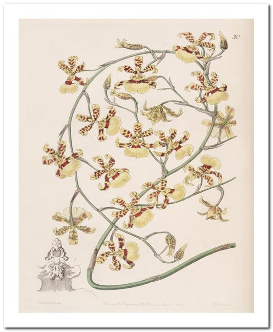 Edward's Botanical Register 8x10 Botanical Art Print 03062500922