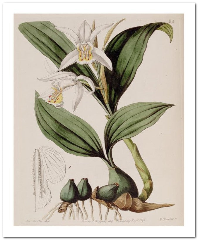 Edward's Botanical Register 8x10 Botanical Art Print 03062500924